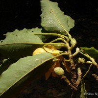 Magnolia champaca (L.) Baill. ex Pierre